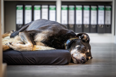 Vicky - Schlafexperte - Steuerkanzleiwachhund